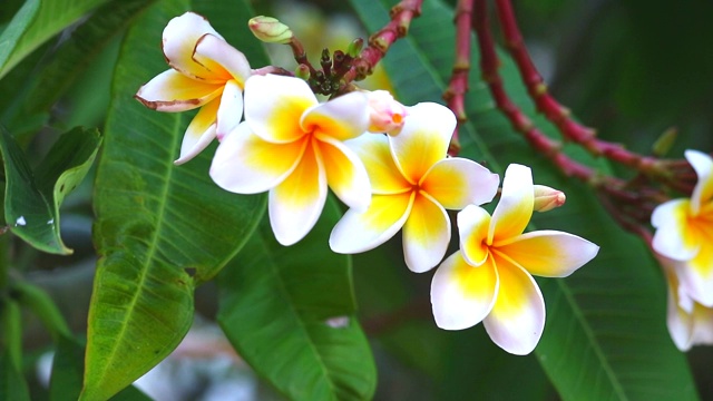 鸡蛋花白橙黄花束盛开在公园里视频素材