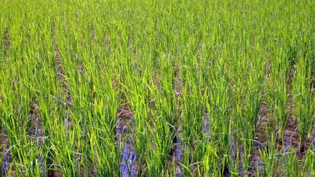 近景的绿色稻田与风吹，生长的绿色水稻植物。视频素材