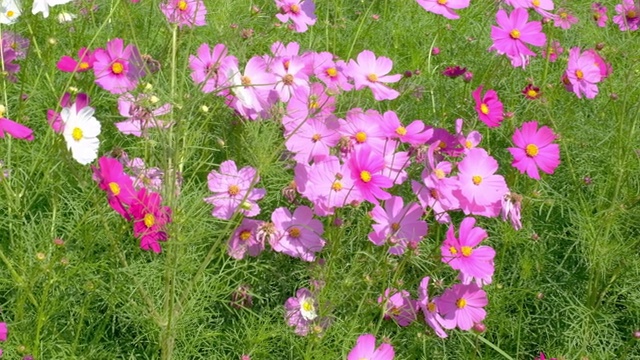 宇宙园地中的宇宙花视频素材