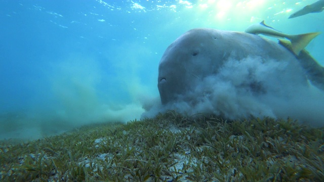 海牛在海底吃海草。视频素材