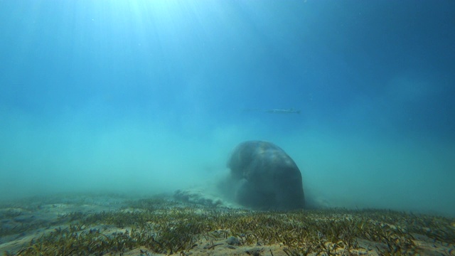 海牛在海底吃海草。视频素材