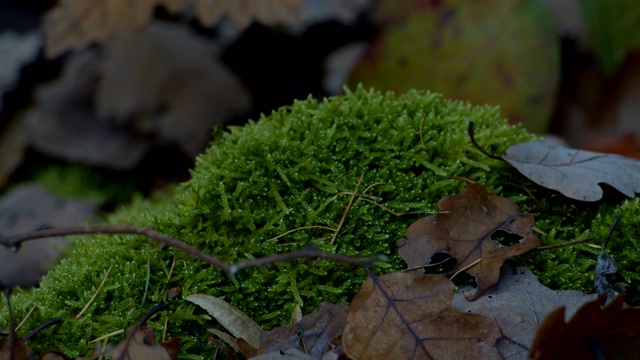 特写苔藓叶与昆虫秋天森林地面视频素材