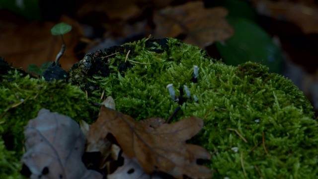 特写苔藓叶与昆虫秋天森林地面视频素材