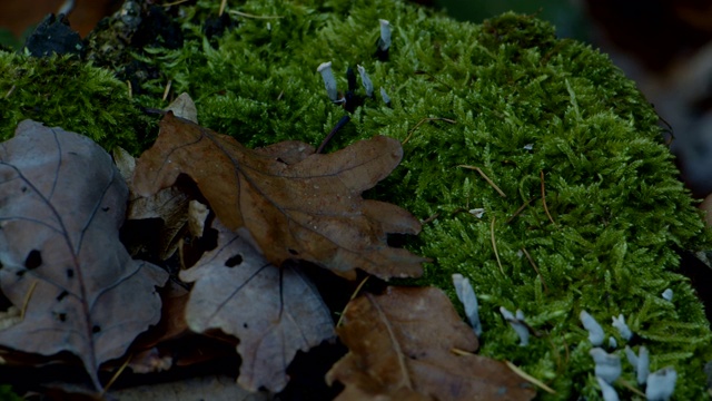 特写苔藓叶与昆虫秋天森林地面视频素材