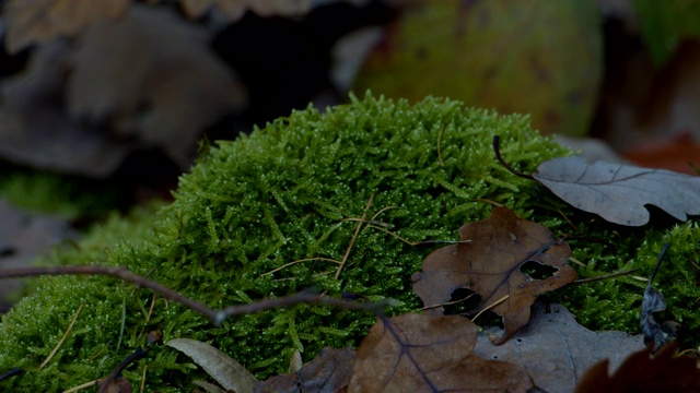 特写苔藓叶与昆虫秋天森林地面视频素材