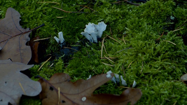 特写苔藓叶与昆虫秋天森林地面视频素材