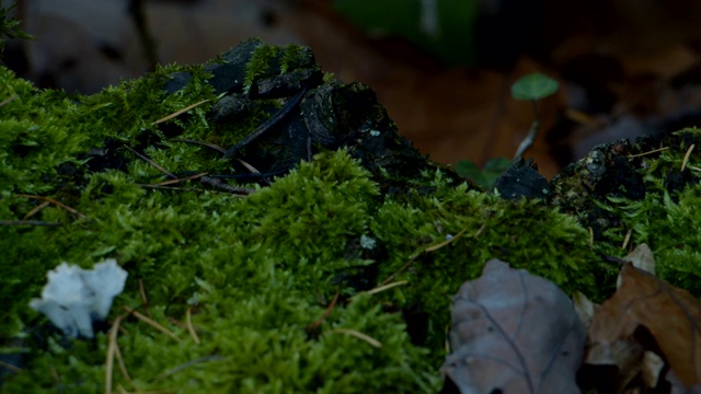 特写苔藓叶与昆虫秋天森林地面视频素材