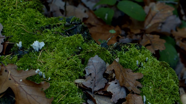 特写苔藓叶与昆虫秋天森林地面视频素材