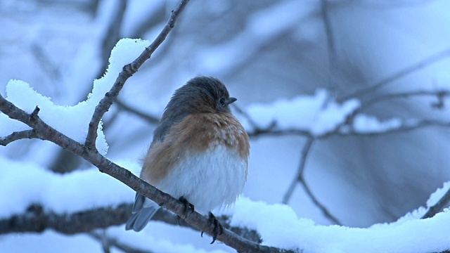 东部蓝鸟在一个寒冷的下雪的早晨视频素材