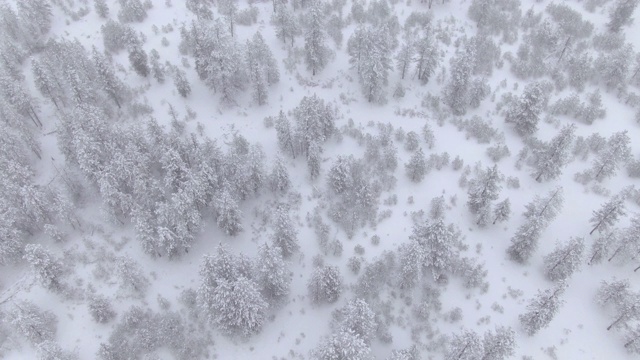 无人机:壮观的航拍，暴风雪肆虐冰冻的松林。视频素材