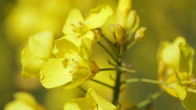 生机勃勃的黄色油菜籽植物视频素材