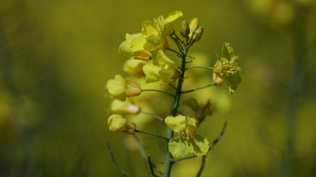 特写油菜植物视频素材