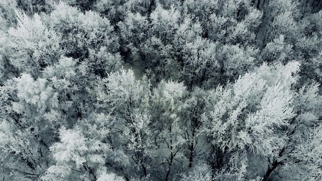 冬季森林的鸟瞰图。白雪覆盖的树木，冬天美丽的自然。视频素材