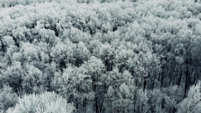 飞过冰雪覆盖的冷杉和松树。视频素材