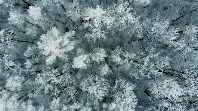 鸟瞰图。在白雪覆盖的松树林中进行电影般的飞行。视频素材