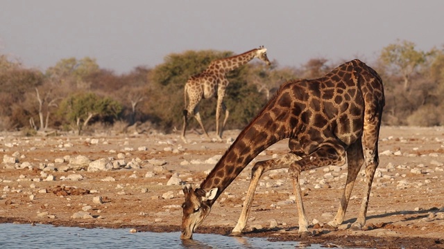 一只正在喝水的长颈鹿(长颈鹿camelopardalis)，纳米比亚Etosha国家公园视频素材