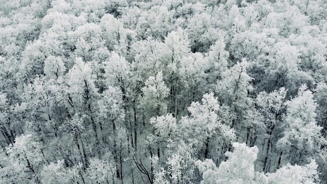 冬季森林，雪松冬季森林俯瞰。视频素材