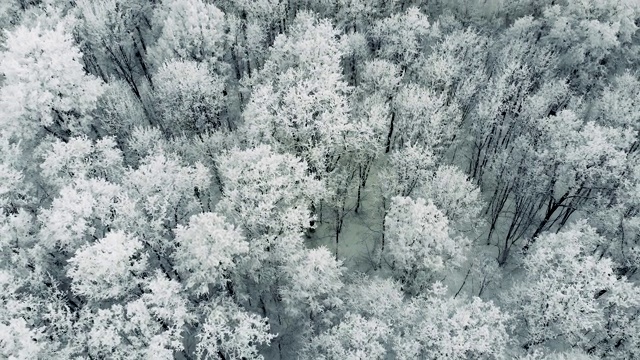 冬天的森林里覆盖着积雪的树木，慢镜头，航拍。视频素材