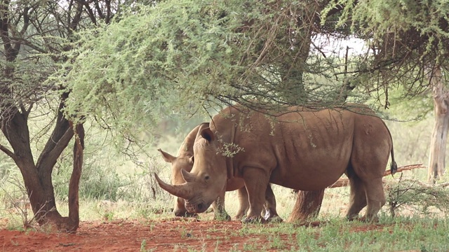 南非自然栖息地的白犀牛(Ceratotherium simum)和幼崽视频素材