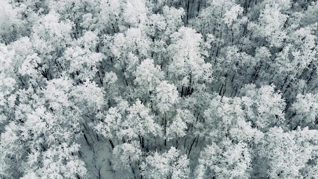 鸟瞰图，美丽的松树林蜷缩在雪中。视频素材