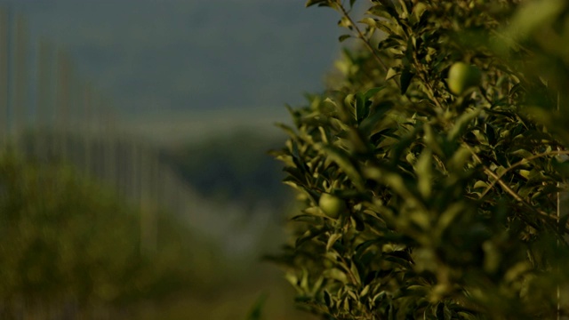 特写青苹果挂在树枝上的种植园视频素材