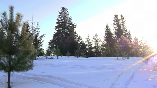 雪的冬季景观视频素材