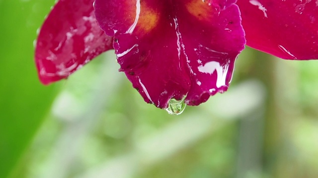 特写水从雨落在花上视频素材