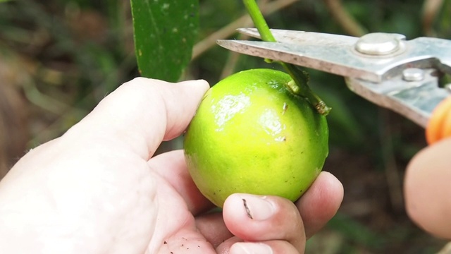 采摘绿柠檬的人视频素材