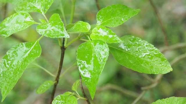 罗勒叶下着雨视频素材