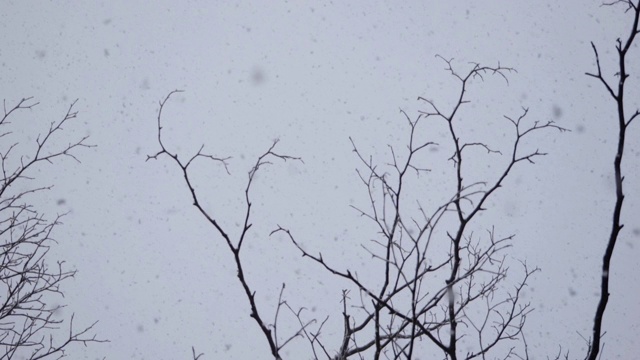 雪花缓缓从天空飘落(超级慢镜头)视频素材