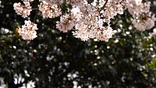 樱花视频素材