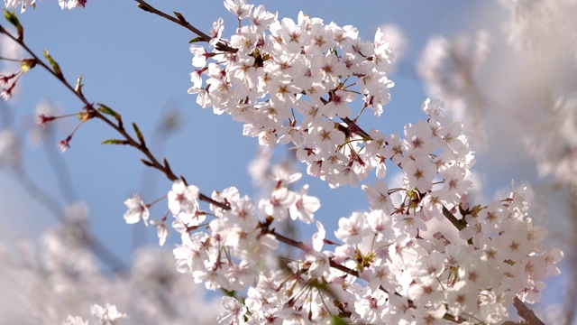 樱花视频素材