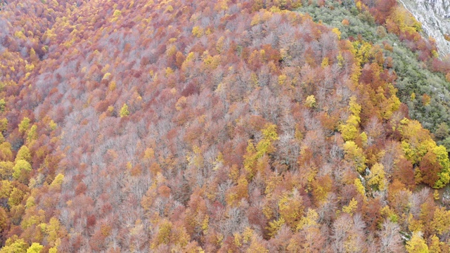 秋季山毛榉林及景观，鸟瞰图视频素材