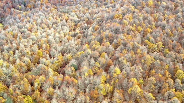 美丽的鸟瞰图森林和山毛榉树在秋季视频素材