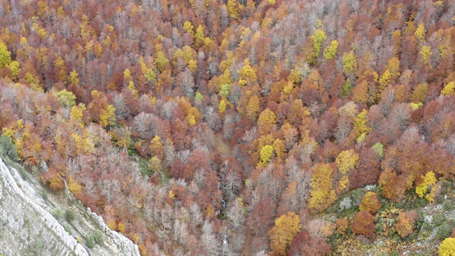 秋季森林景观，鸟瞰图视频素材