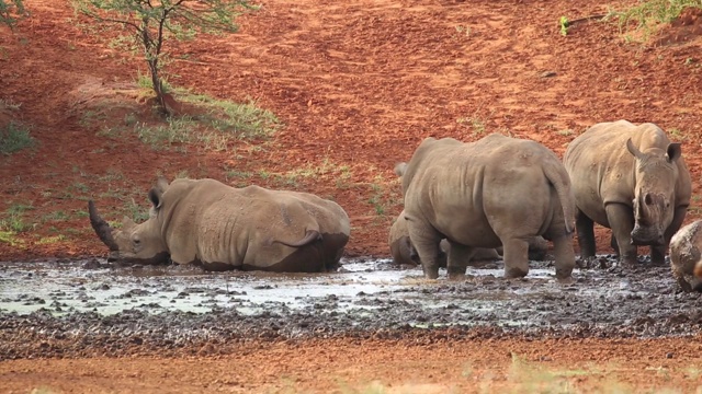 白犀牛(Ceratotherium simum)在泥浆中打滚，南非视频素材