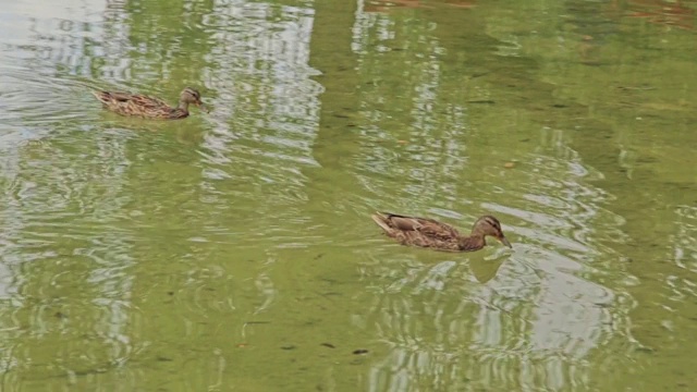 夏天，鸭子在人工池塘里游泳视频素材