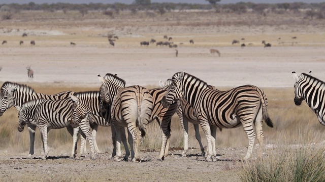 纳米比亚埃托沙国家公园贫瘠平原上的平原斑马(Equus burchelli)视频素材