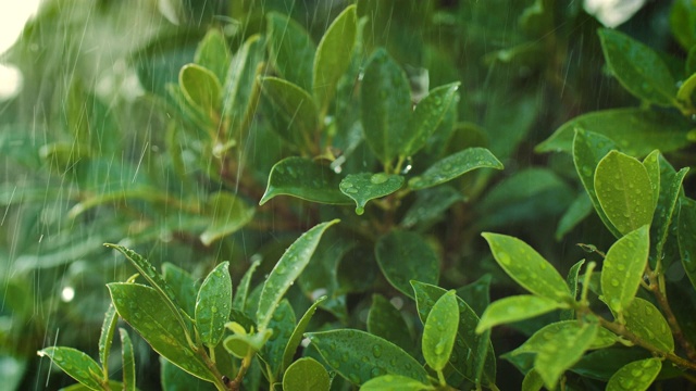 慢动作雨滴在淡水和自然的水视频素材