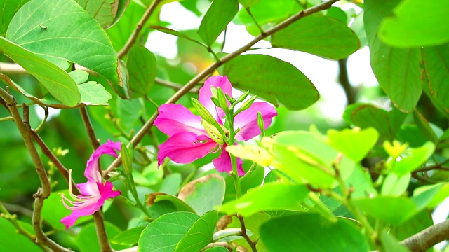 紫兰花树，香港兰花树，紫荆粉花视频素材