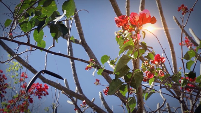 太阳上的红花树。视频素材