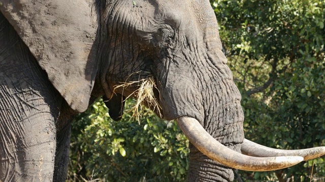 克鲁格国家公园，一只非洲象(Loxodonta africana)进食的特写视频素材