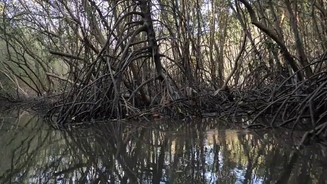 海岸的热带红树林视频素材