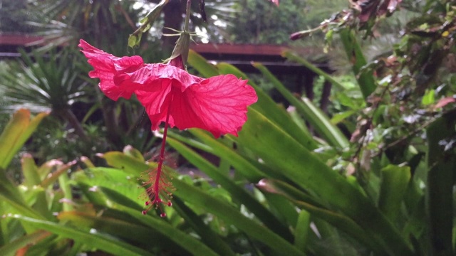 红色的芙蓉花视频素材