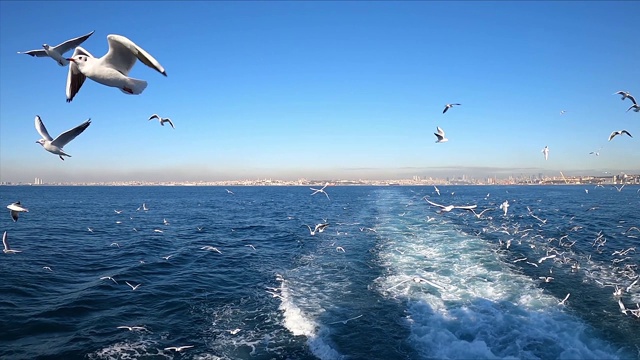 4K海鸥在海上缓慢飞行视频素材