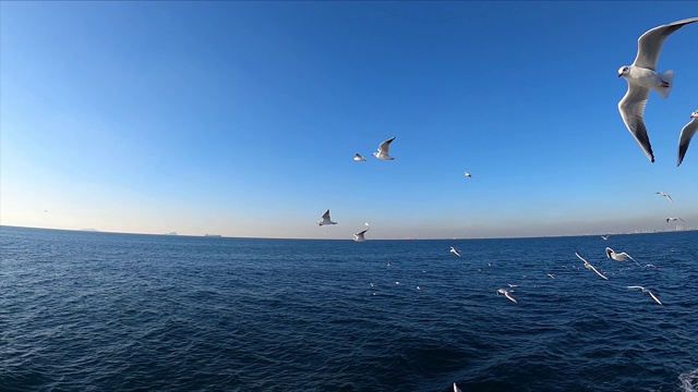 4K海鸥在海上缓慢飞行视频素材