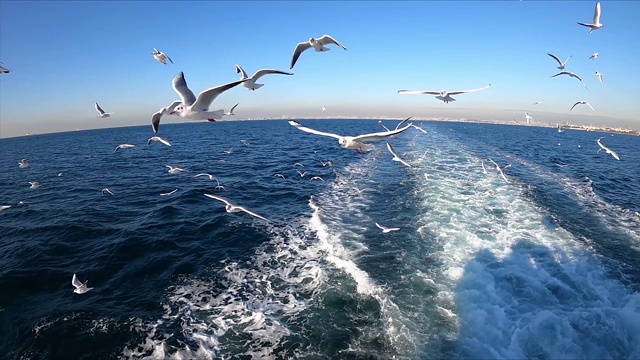 4K海鸥在海上缓慢飞行视频素材