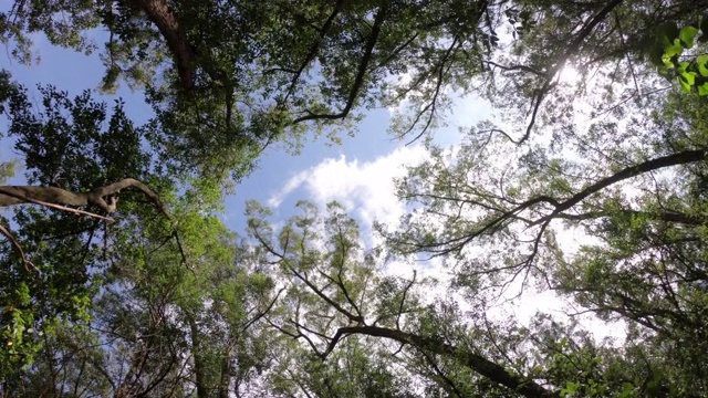 天空和树顶视频素材