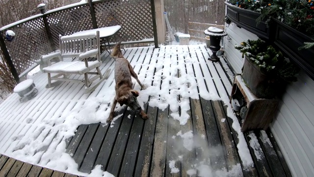 一只狗在用吹叶机清理甲板上的雪视频素材