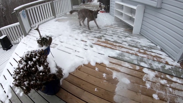 一只狗在用吹叶机清理甲板上的雪视频素材